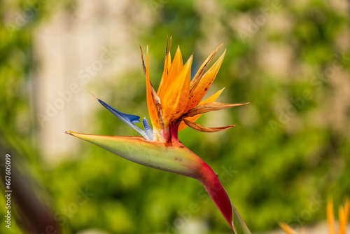 A Bird of Paradise flower in vibrant hues, a glimpse of paradise's beauty, set against a stunning backdrop