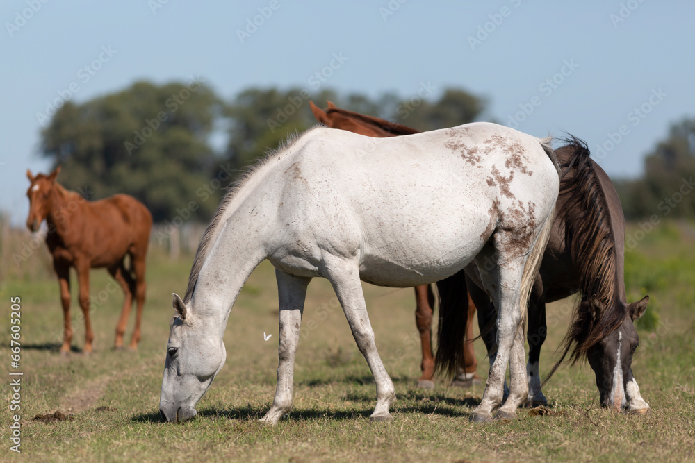 great and amazing horses of argentina