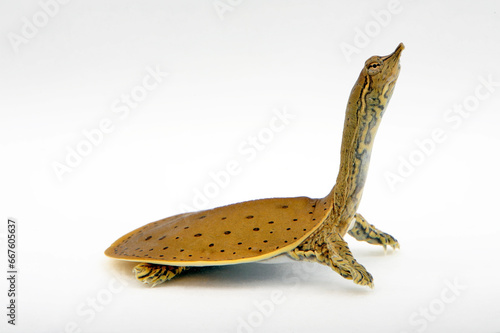 Tablou pe pânză Dornrand-Weichschildkröte // Spiny softshell turtle (Apalone spinifera)