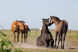 great and amazing horses of argentina