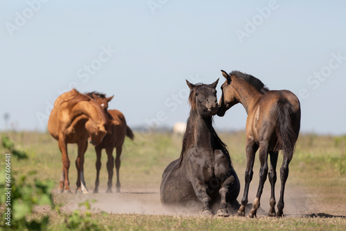 Fototapeta Naklejka Na Ścianę i Meble -  great and amazing horses of argentina