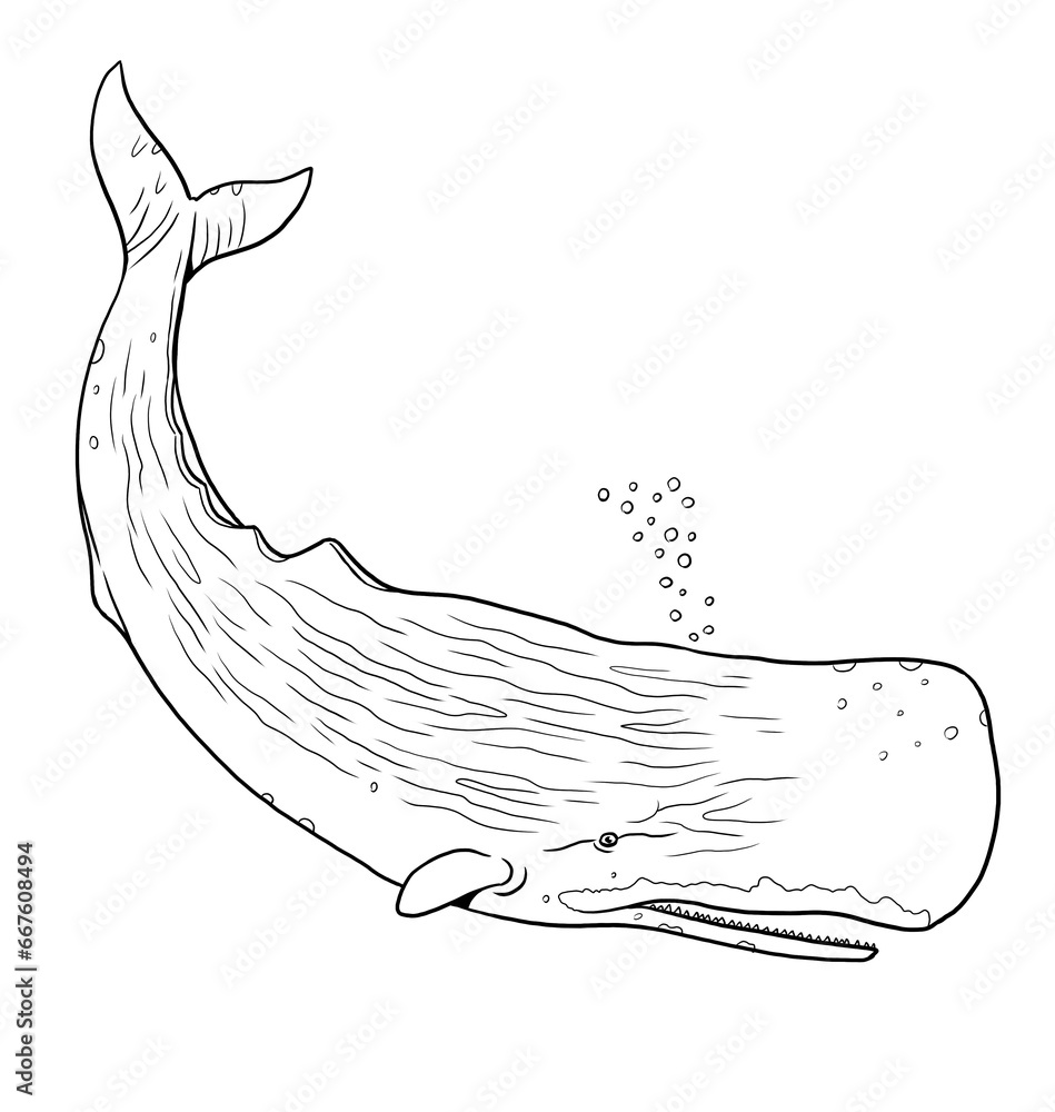 Sperm whale to color in. Template for a coloring book with sea animals ...