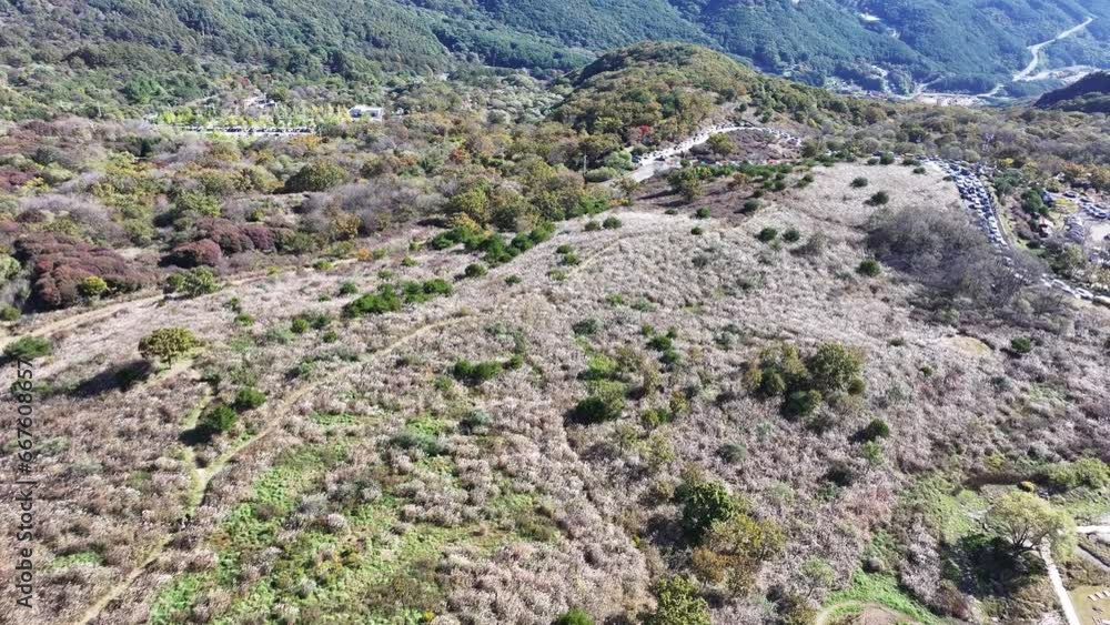 황매산억세 황매산억세