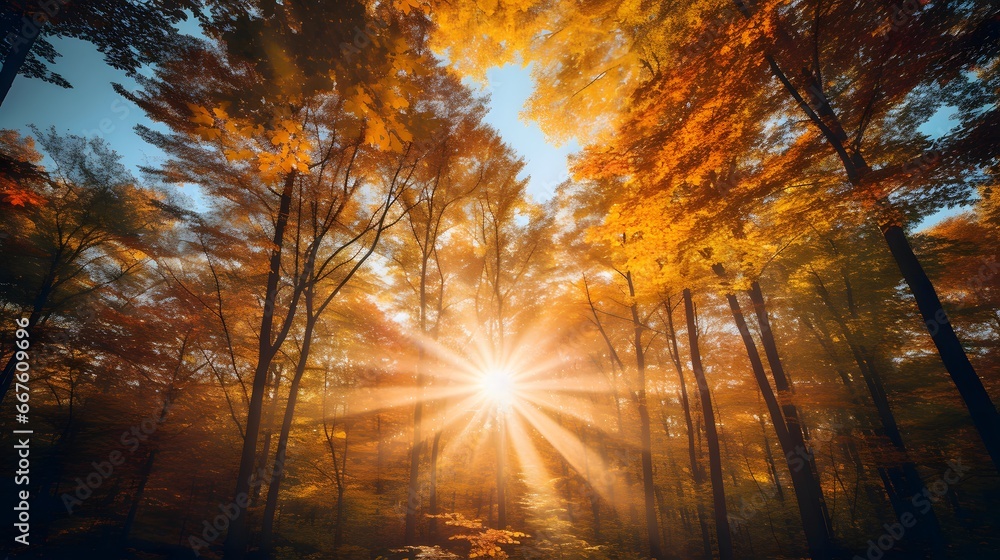 Autumn forest panorama with sunbeams and lens flare.