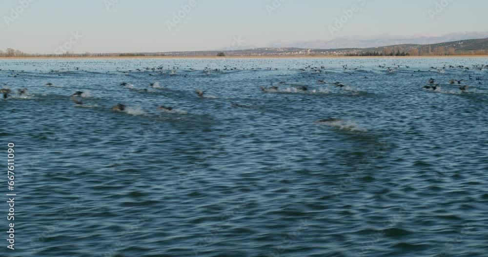 The coot on the surface of the lake called Vransko jezero in Croatia The coot on the surface of the lake called Vransko jezero in Croatia