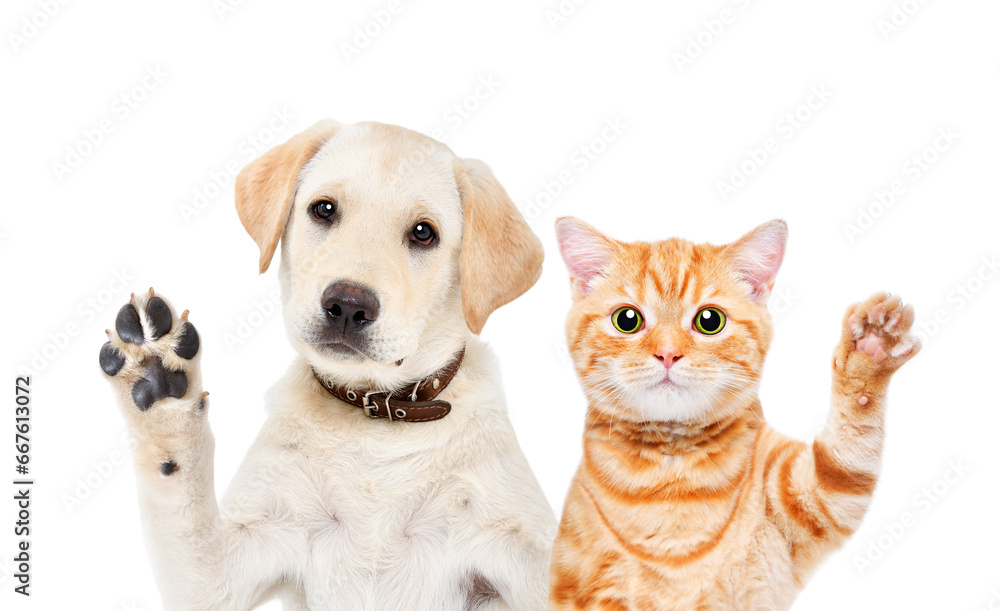 Portrait of an adorable Labrador puppy and Scottish Straight kitten waving their paws isolated on a white background