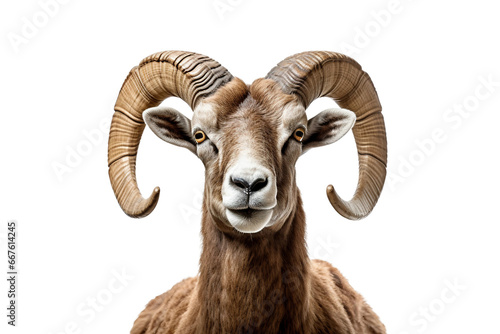 Bighorn Sheep Isolated on transparent background