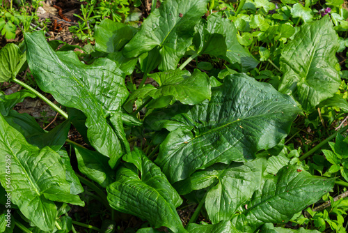 Cuckoopint or Arum maculatum arrow shaped leaf, woodland poisonous plant in family Araceae. arrow shaped leaves. Other names are nakeshead, adder's root, arum, wild arum, arum lily, lords-and-ladies photo