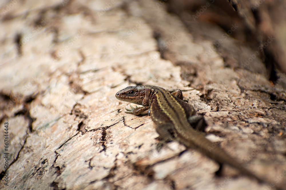 A viviparous lizard on a tree trunk A viviparous lizard on a tree trunk