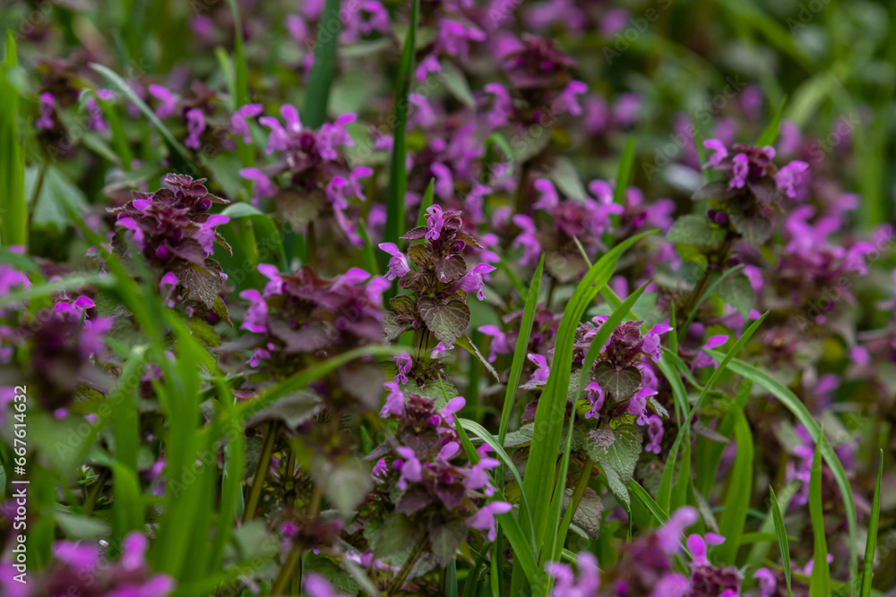 Deaf nettle blooming in a forest, Lamium purpureum. Spring purple flowers with leaves close up