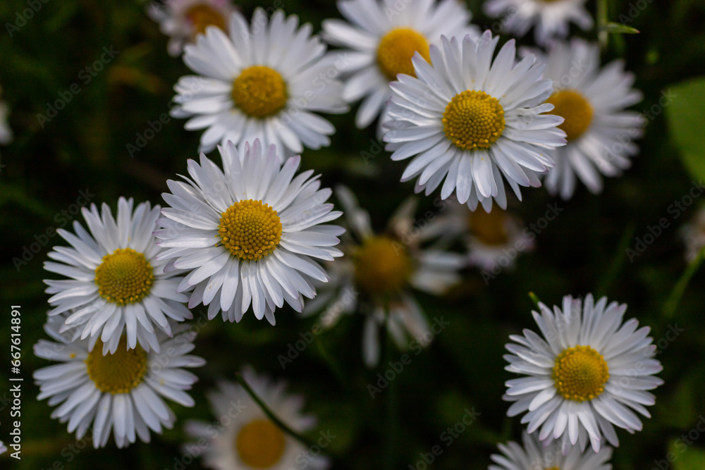 White daisies flowers growing together on a green lawn. Floral spring background White daisies flowers growing together on a green lawn. Floral spring background