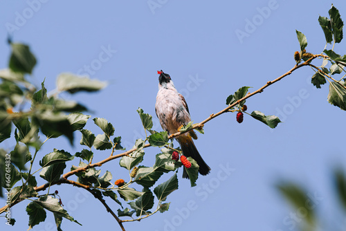 The Sooty-Headed Bulbul bird is a member of the Pycnonotidae family perches on the tree and eats Morus or Mulberry fruit