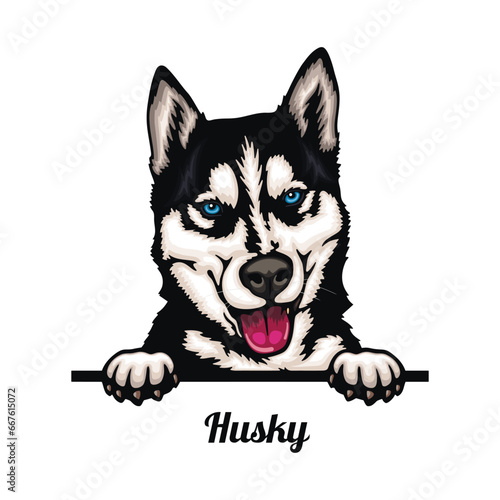 Husky - Color Peeking Dogs - breed face head isolated on white
