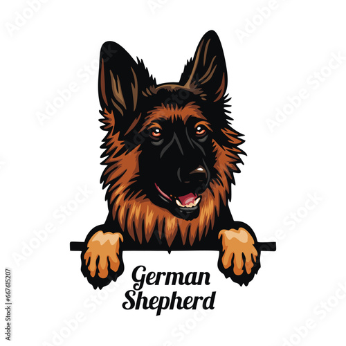 German Shepherd - Color Peeking Dogs - breed face head isolated on white