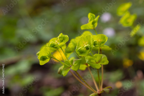 Close up of the yellow flowers of Cypress spurge Euphorbia cyparissias or leafy spurge Euphorbia esula photo