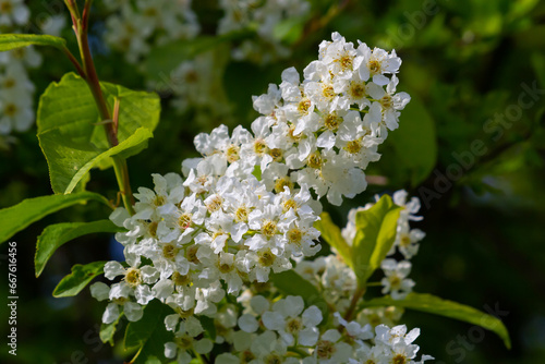 Bird cherry in bloom, spring nature background. White flowers on green branches. Prunus padus, known as hackberry, hagberry, or Mayday tree, is a flowering plant in the rose family Rosaceae