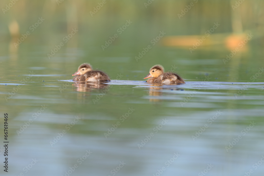 baby duck in the lagoon