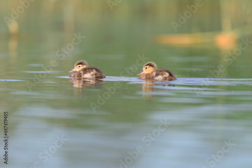 baby duck in the lagoon