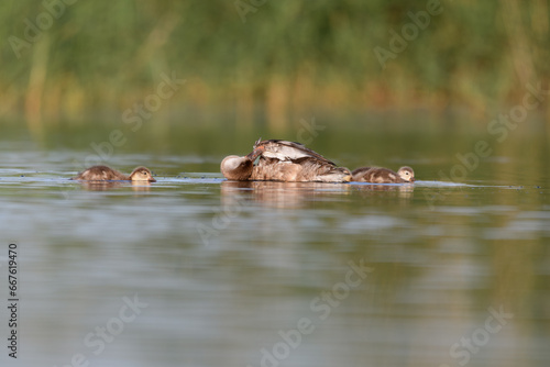 ducks family , Mother with babies
