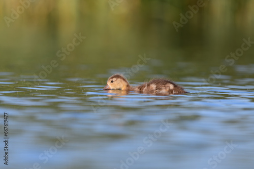 baby duck in the lagoon