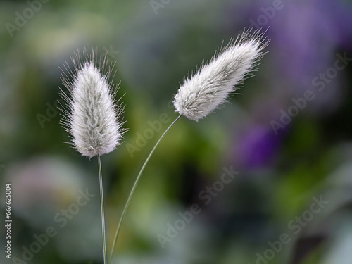 Close-up of Lagurus Ovatus. Two blades of grass in the meadow. Selective focus. Copy space. Wallpaper