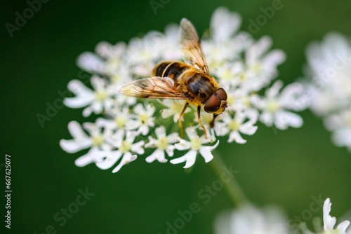 Macro of a bee perched on white tiny flowers in Zutendaal, Belgium © Wirestock