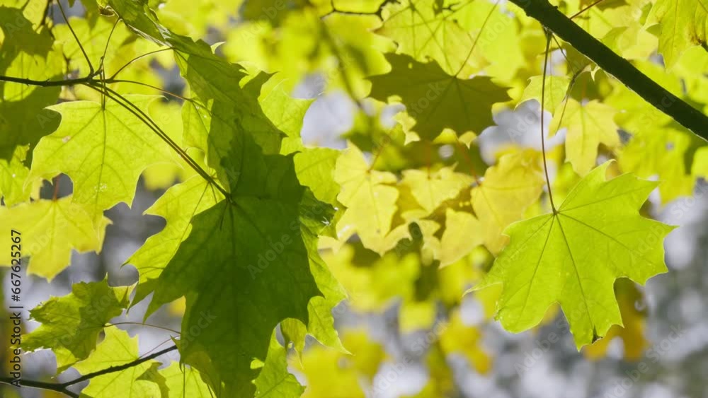 Wind leaves autumn summer green sun nature view tree forest Wind leaves autumn summer green sun nature view tree forest