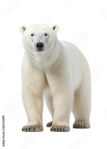 polar bear isolated on white looking to camera - transparent background PNG