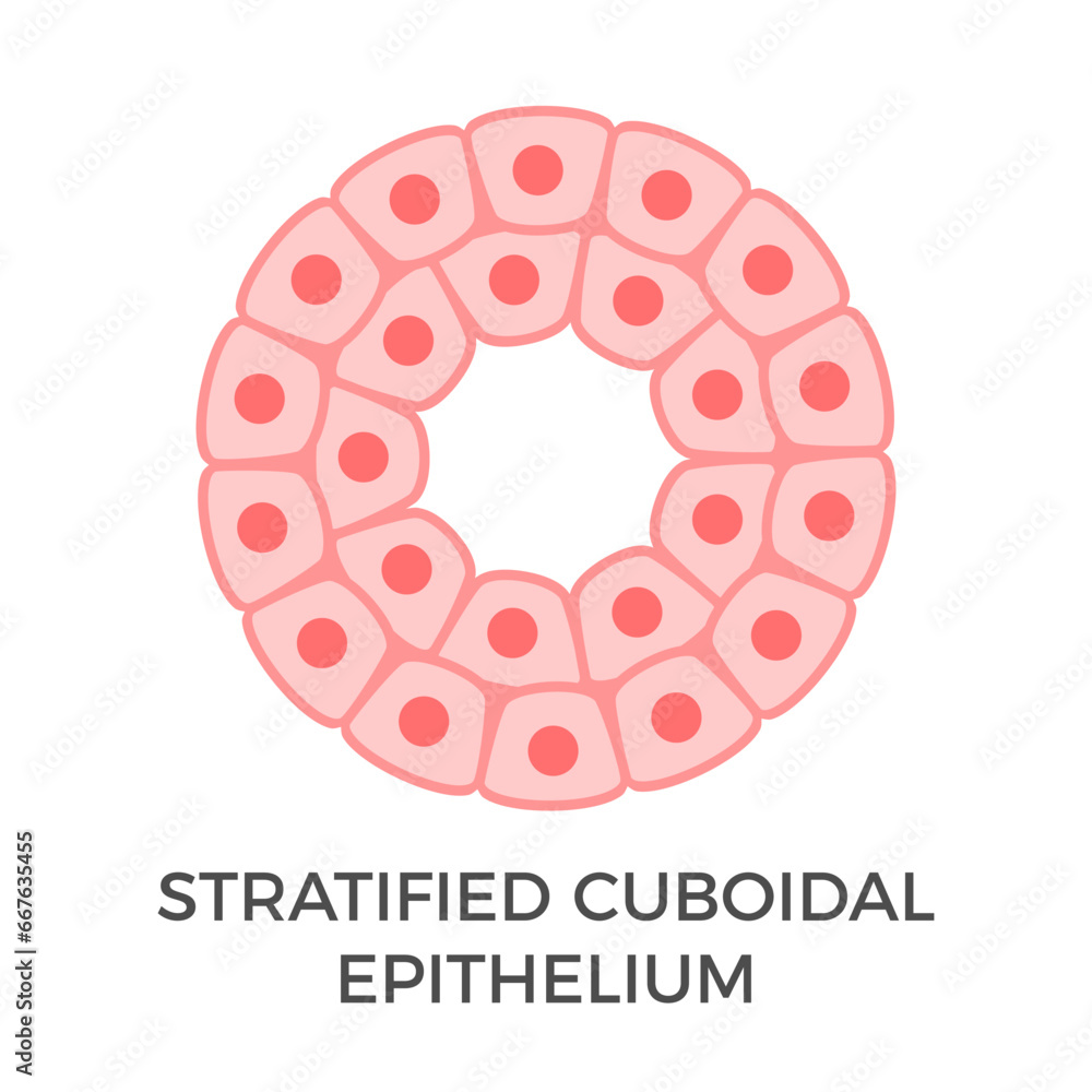 Stratified Cuboidal Epithelium Tubular Epithelial Cells Multiple Layers Of Cube Like Cells 5989