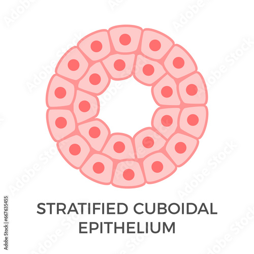 Stratified cuboidal epithelium. Tubular epithelial cells. Multiple layers of cube-like cells. Occurs in the excretory ducts of sweat glands and salivary glands. Medical illustration. Vector.