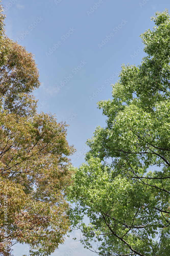 Obraz premium 秋の青空と緑の樹木と色付きの紅葉の木の風景