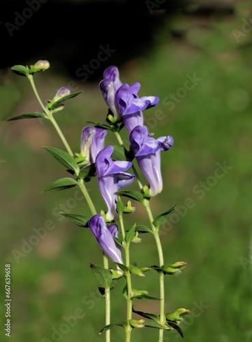 flowers of Scutellaria baicalensis in the forest photo