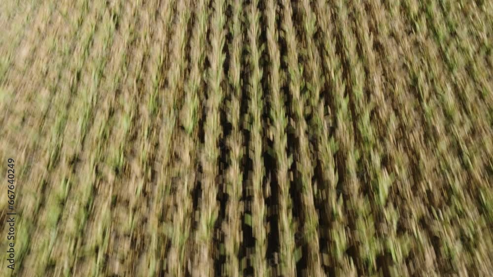 Aerial Drone Fast Flight Over Planted Crop Field Revealing Grain Silos and Combine Harvester Aerial Drone Fast Flight Over Planted Crop Field Revealing Grain Silos and Combine Harvester