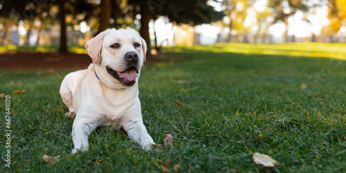 Dog, a young Labrador retriever in autumn walks on a green lawn. Happy pet on a walk. photo