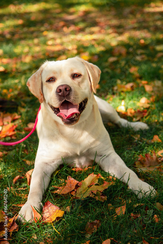 Dog, a young Labrador retriever in autumn walks on a green lawn. Happy pet on a walk. © Plutmaverick
