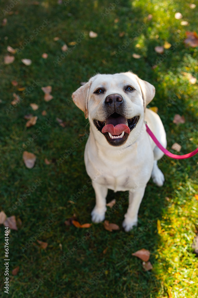 Dog, a young Labrador retriever in autumn walks on a green lawn. Happy pet on a walk.