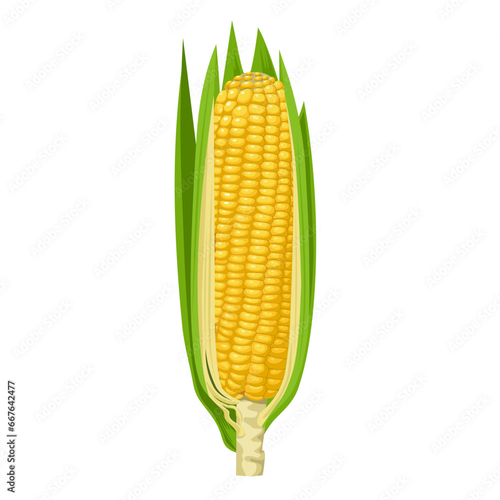 Obraz premium Vector illustration, corn cobs with husks, isolated on white background.