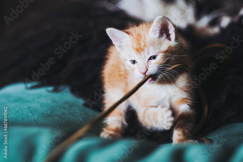 Petit chaton roux en train de jouer avec une ficelle à la maison © PicsArt