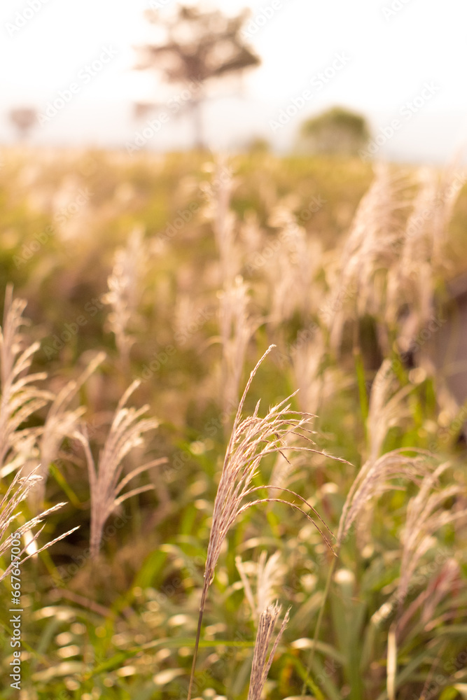 Silver grass filed in the morning Silver grass filed in the morning