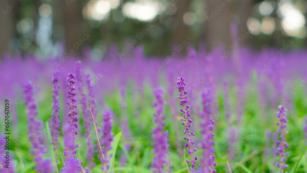 Obraz premium Liriope field in region