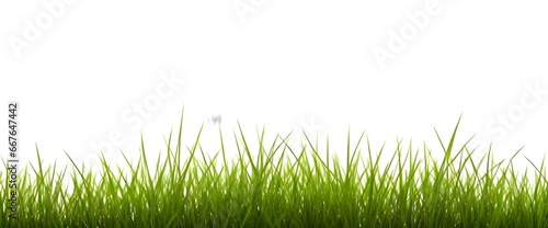 Side view of short grass isolated on white background