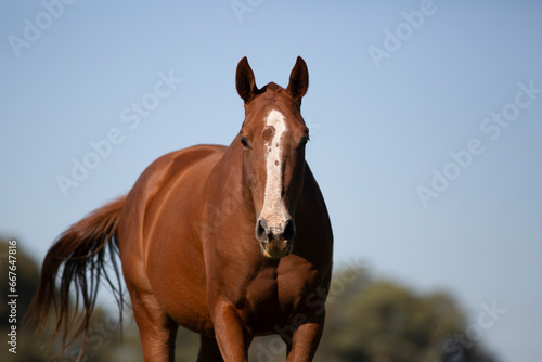 great and amazing horses of argentina