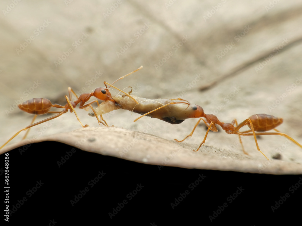 Weaver ants fight over food seen from the side