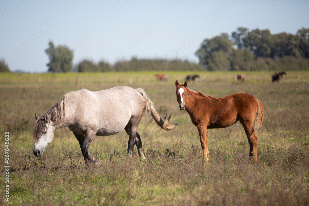 Fototapeta premium great and amazing horses of argentina