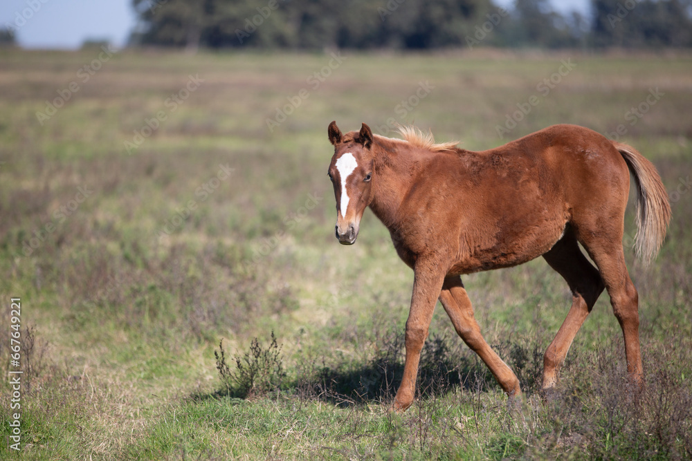 Fototapeta premium great and amazing horses of argentina