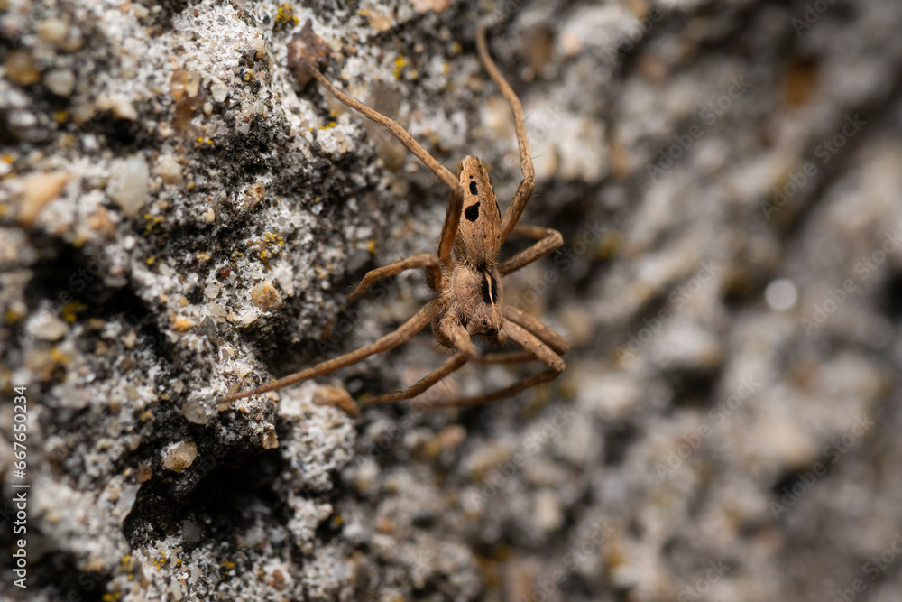 Close up image of a Nursery Web Spider Close up image of a Nursery Web Spider