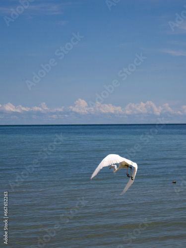 Great Egret at Sea
