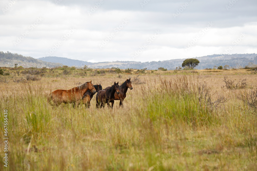 Wild horses brumbies grazing in open grassy field