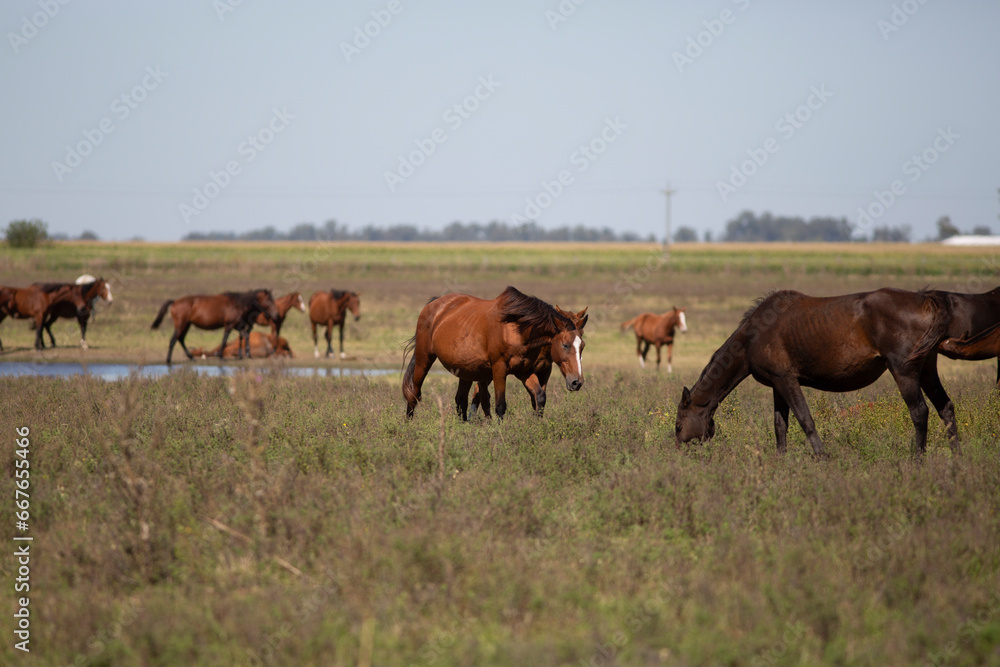 great and amazing horses of argentina great and amazing horses of argentina