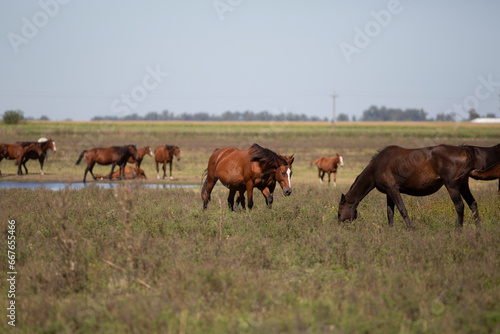 great and amazing horses of argentina